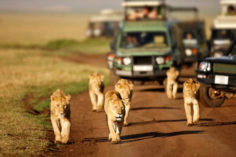  3 days masai mara safari